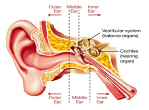 The Vestibular System in your Inner Ear