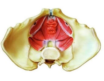 diagram of the pelvic floor muscles
